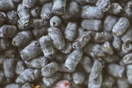 Juniper berries close up. Healthy organic food ingredient.