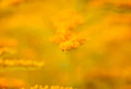 Yellow flowers of goldenrod or Solidago canadensis, Canada goldenrod or Canadian goldenrod plant.