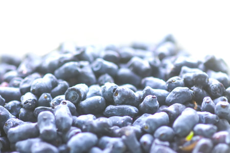 Juniper berries close up. Healthy organic food ingredient.の写真素材