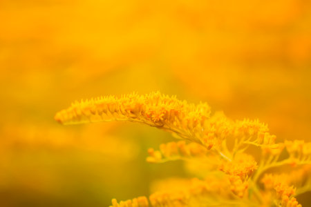 Yellow flowers of goldenrod or Solidago canadensis, Canada goldenrod or Canadian goldenrod plant.