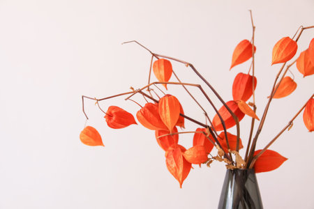 Physalis Alkekengi plant. Chinese lantern or ground berry. Authentic home decor in minimalist style.の写真素材