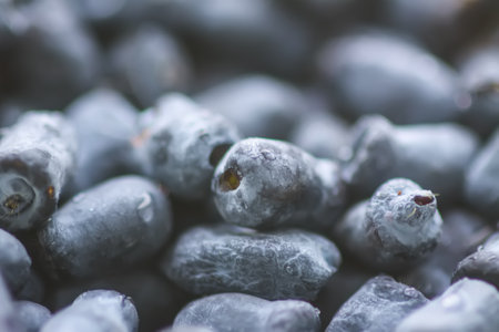 Juniper berries close up. Healthy organic food ingredient.