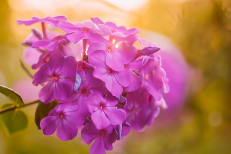 Beautiful floral background. Purple Phloxes in flowering season.の写真素材