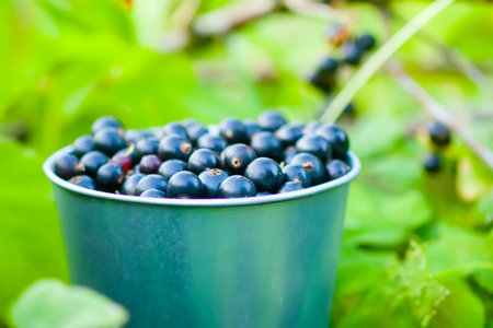 Ripe black currant berries in the small metal bucket in a summer garden in countryside. Organic healthy food.の写真素材