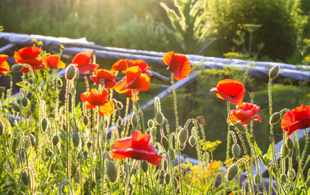 Beautiful red poppies in the sunset light.の写真素材