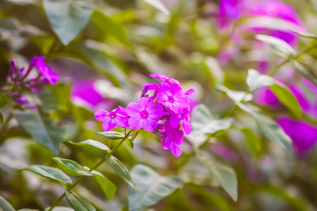 Beautiful floral background. Purple Phloxes in flowering season.の写真素材