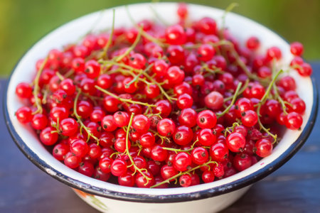 Ripe red currant berries freshly collected from a bush. Healthy food.の写真素材
