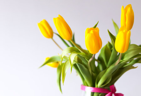 Yellow tulips. Beautiful spring flowers.の写真素材