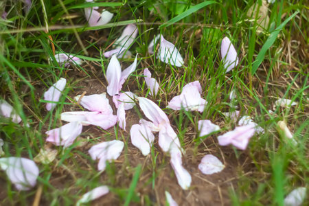 Summer nature details in countryside. Seasonal flowering of garden plants.の写真素材