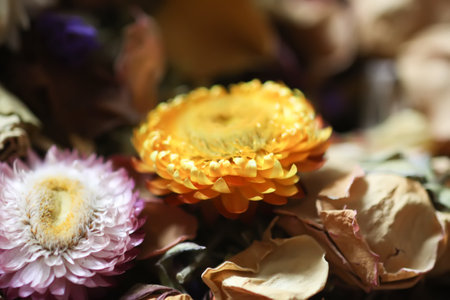 Dried flowers and petals. Floral decor.の写真素材