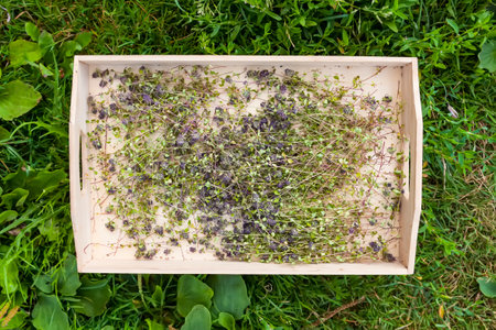 Fresh microgreens in a wooden box on the grass, top view