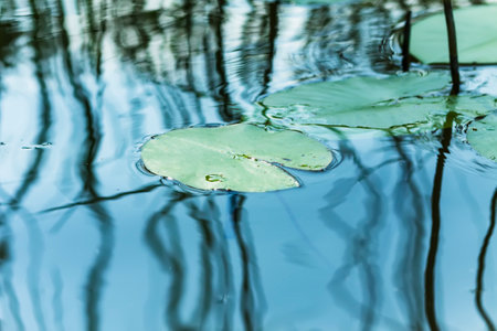 Sedge water plants reflecting in water.の写真素材
