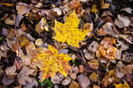 Close up of fall leaves on ground in autumn park.の写真素材