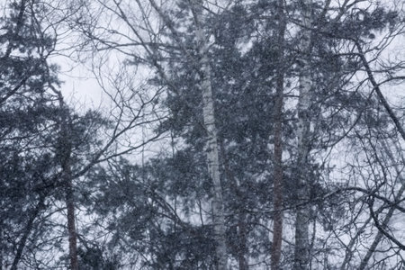 Snowy winter background with trees. Wintertime nature details.の写真素材
