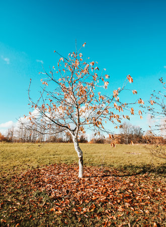 Autumn nature details. Colorful foliage in the park.の写真素材