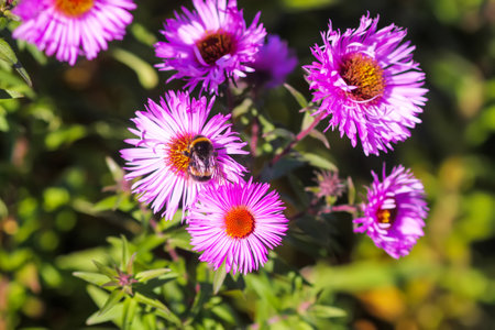Ornamental flowers in the autumn garden. Purple aster plants.の写真素材