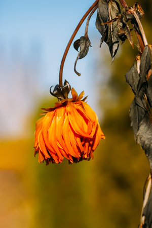 Frozen faded flower close up.の写真素材
