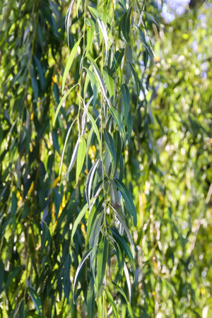 Weeping willow tree in autumn park.の写真素材