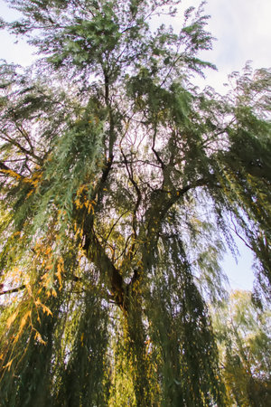 Weeping willow tree in autumn park.