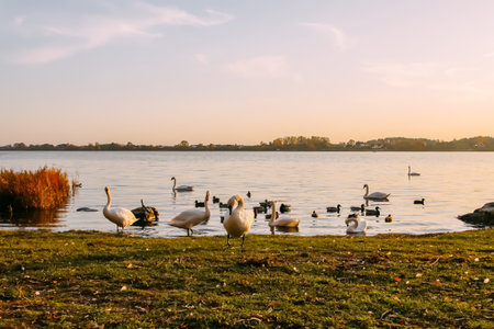 Swans and ducks on the river coast in autumn sunset light in Latvia.の写真素材
