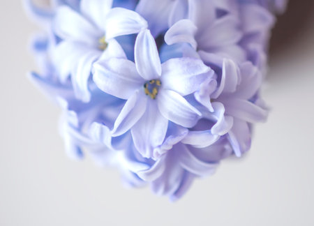 Purple fragrant hyacinth flower in full bloom.の写真素材