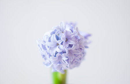 Purple fragrant hyacinth flower in full bloom.