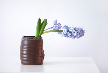 Purple fragrant hyacinth flower in full bloom.の写真素材