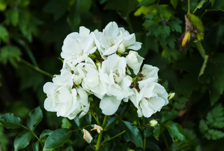 White roses on a bush in summer garden.の写真素材