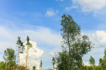 Countryside landscape with green fields and blue sky. Summer nature details in Latvia, Europe.の写真素材
