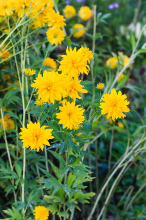 Rudbeckia laciniata golden ball ornamental garden flowers.の写真素材