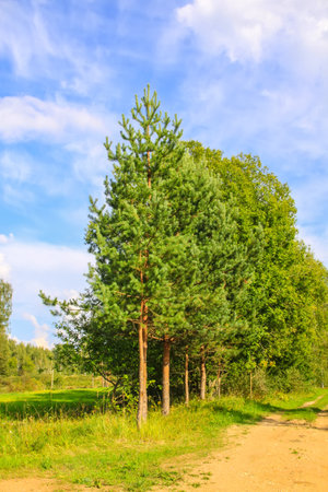 Countryside landscape with green fields and blue sky. Summer nature details in Latvia, Europe.の写真素材