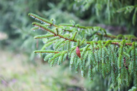 Green branches of a fir-tree close-up. Coniferous tree in the summer forest.の写真素材