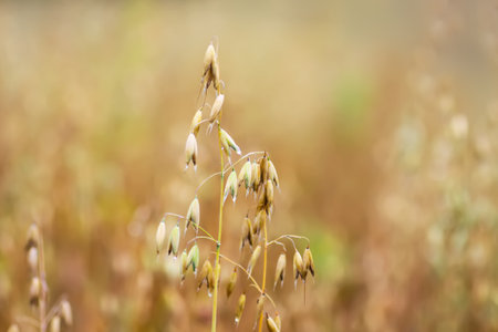 Oat cereal field on a sunny summer day.の写真素材