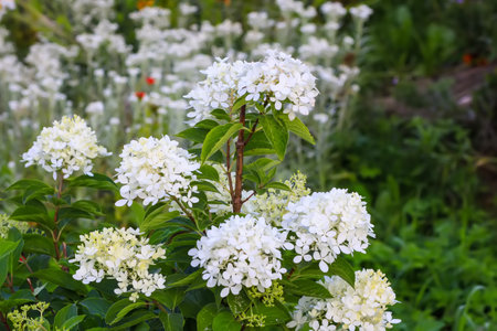 White beautiful flowers of the Hydrangea plant. Outdoor decor in a park or garden.の写真素材