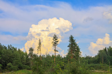 Countryside landscape with green fields and blue sky. Summer nature details in Latvia, Europe.の写真素材
