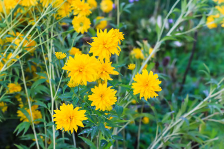 Rudbeckia laciniata golden ball ornamental garden flowers.の写真素材