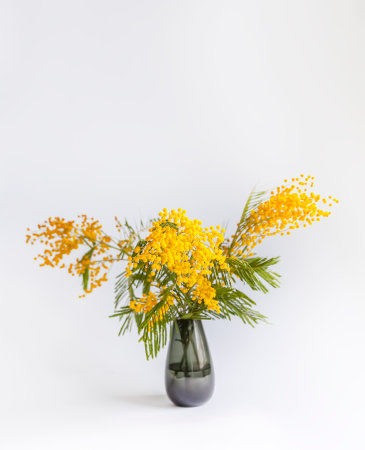 Floral compositiona of the yellow fluffy mimosa flowers. Springtime floral background.の写真素材