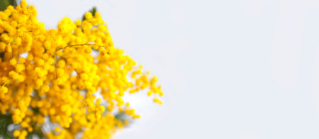 Yellow mimosa flowers. Springtime floral background.の写真素材