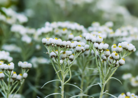 White wild flowers on the rural field.の写真素材