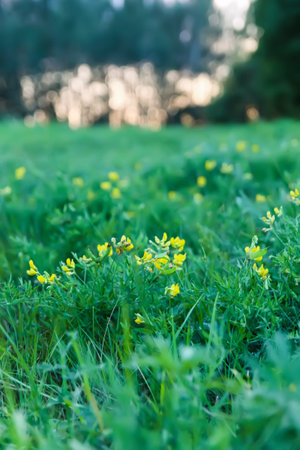 Meadow with green grass and wildflowers.