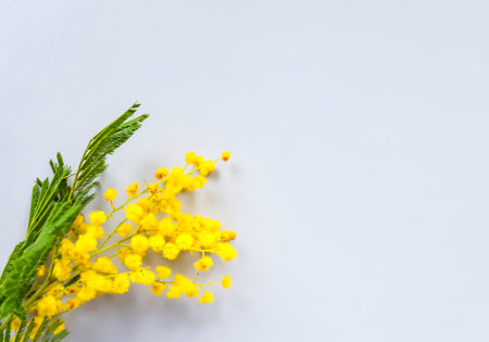 Yellow mimosa flowers. Springtime floral background.の写真素材