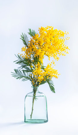 Floral compositiona of the yellow fluffy mimosa flowers. Springtime floral background.の写真素材