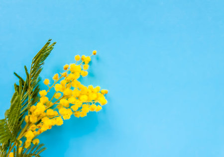 Yellow mimosa flowers. Springtime floral background.