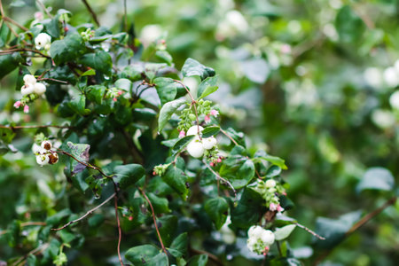 White berries on the snowberry bush. Decorative garden plant.の写真素材
