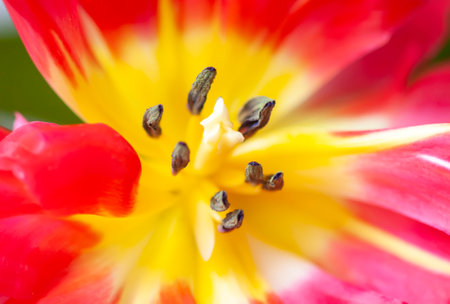 Beautiful tulip flowers on white background.の写真素材