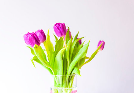 Beautiful tulip flowers on white background.の写真素材