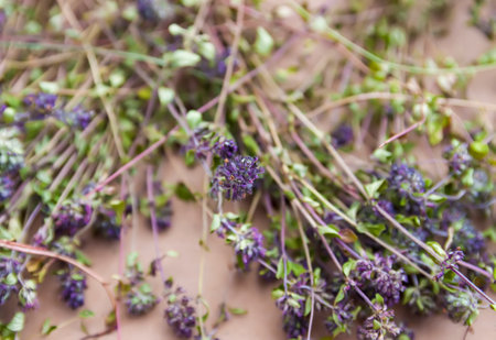 Medical herbs for herbal tea and homeopathic treatment. Drying thyme plants in eco-friendly package.の写真素材