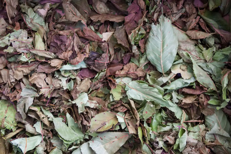 Medical herbs for herbal tea and homeopathic treatment. Drying leaves of cherry tree.の写真素材