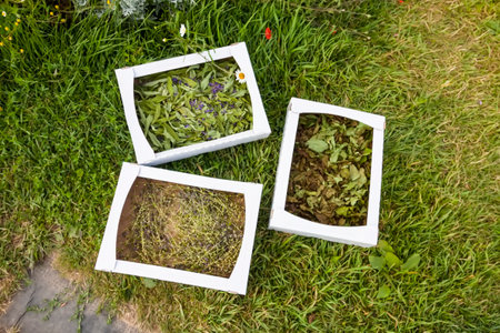 Medical herbs for herbal tea and homeopathic treatment. Drying plants in the cardboard boxes.