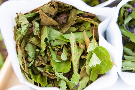 Medical herbs for herbal tea and homeopathic treatment. Drying leaves of cherry tree.の写真素材